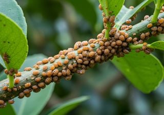 Come eliminare le cocciniglie dalle piante in modo naturale: 13 rimedi fai da te per prevenire e contrastare la malattia