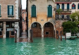 Come fanno le piante di Venezia a sopravvivere all'acqua salata che invade la città