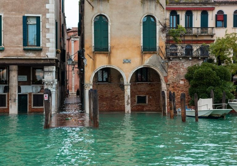 Come fanno le piante di Venezia a sopravvivere all'acqua salata che invade la citt&agrave;