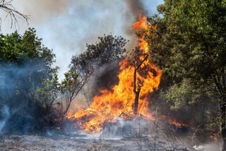 Le variazioni climatiche influenzano la portata degli incendi, secondo uno studio internazionale