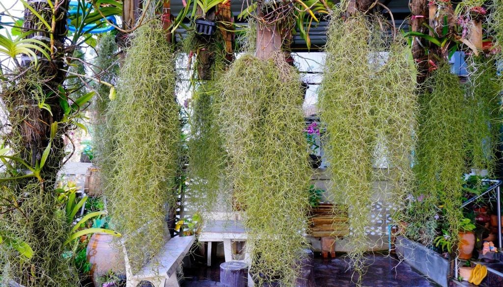 La Tillandsia usneoides, nota anche come muschio spagnolo, è una pianta epifita.