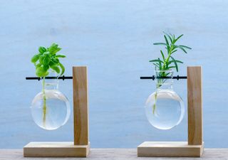 Come propagare le piante aromatiche con un bicchiere d’acqua: il trucco che funziona sempre