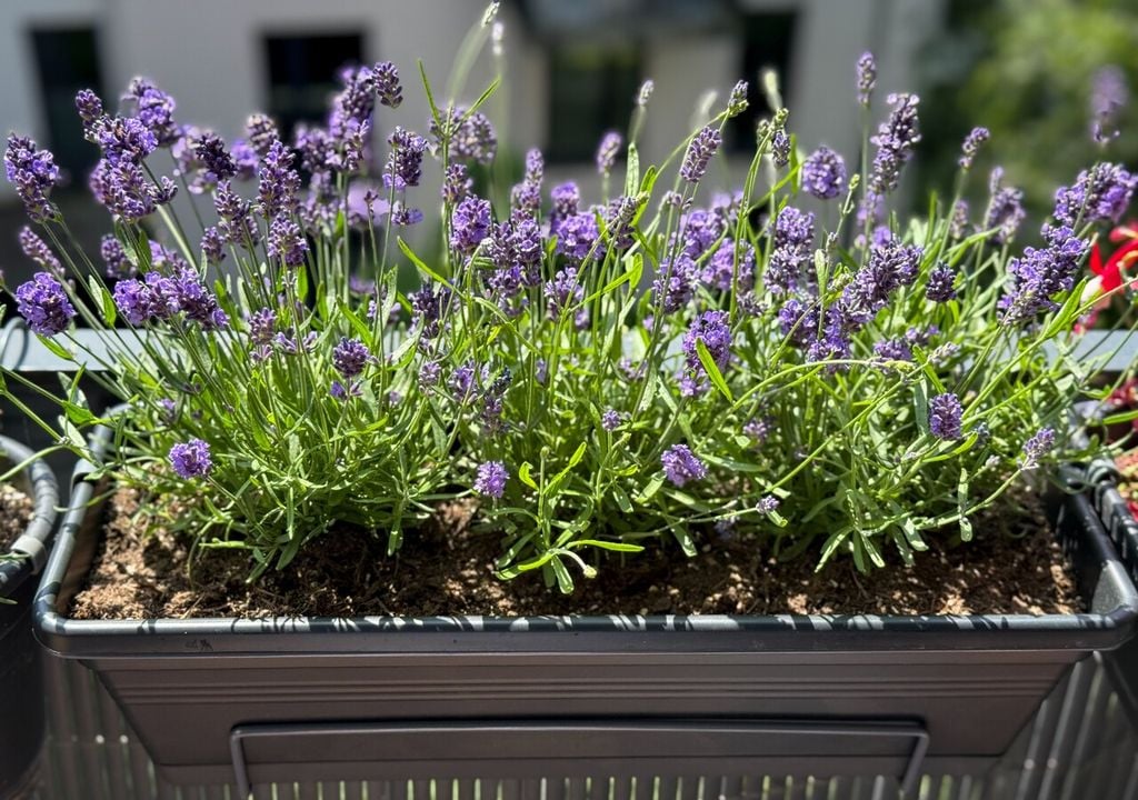 Per gli appassionati di giardinaggio è già tempo di programmare il balcone estivo e la lavanda non può mancare