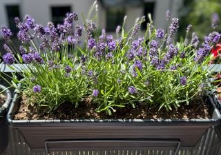 Come riempire il tuo balcone di lavanda profumata con un solo rametto