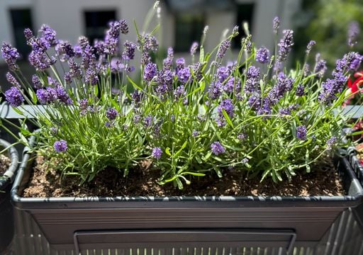 Come riempire il tuo balcone di lavanda profumata con un solo rametto