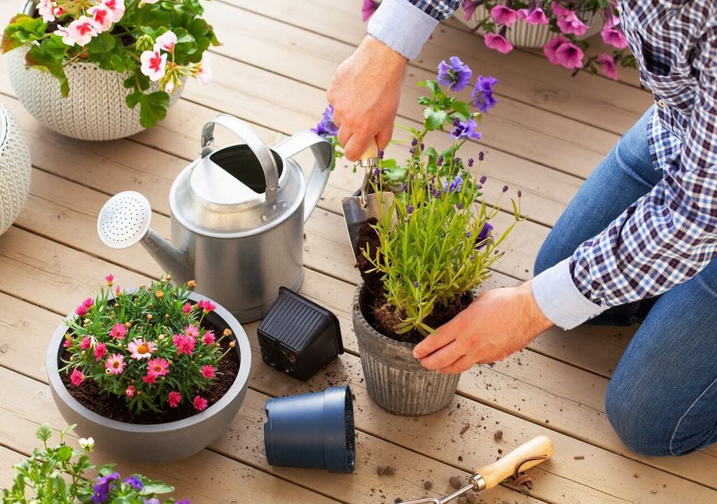 Per fare le prime talee di lavanda bisogna aspettare la fine della primavera