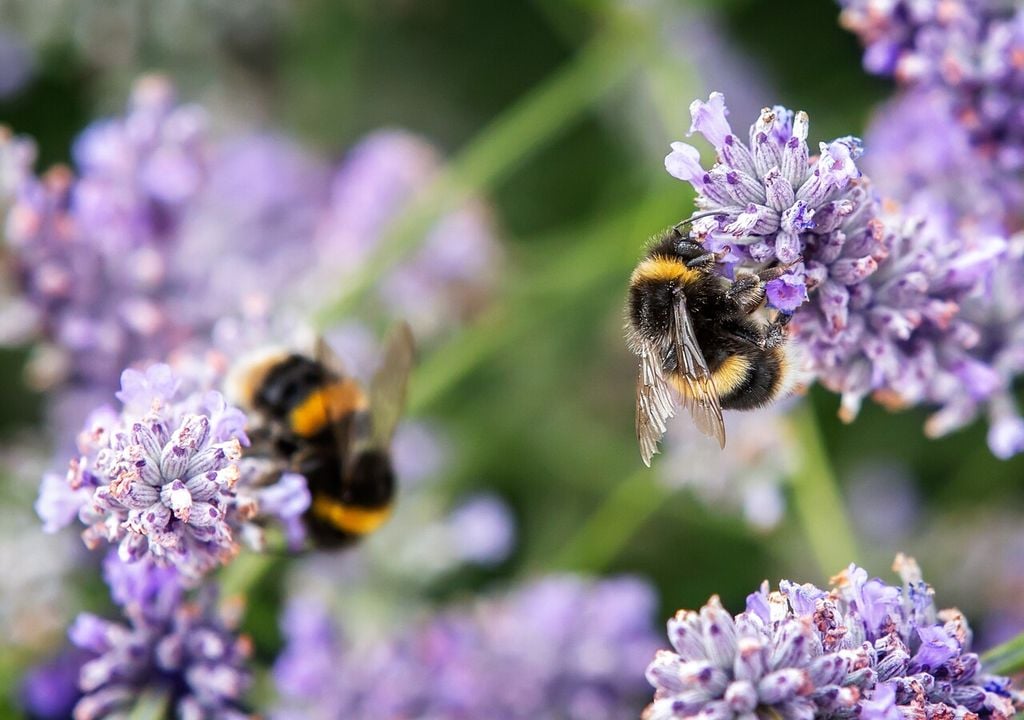 La lavanda: una pianta amica degli insetti impollinatori