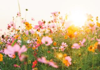 Come sarà maggio in Italia? Ecco l'ultima linea di tendenza meteo