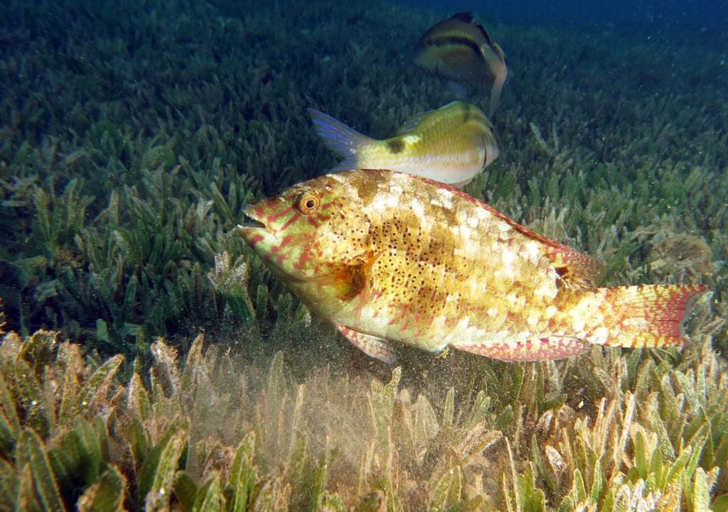Uno studio del CNR-ISAC su Progress in Oceanography (Patti et al., 2012), basato su ecoscandagli durante tempeste nello Stretto di Sicilia, ha rilevato che i banchi si compattano (densità +50%) e scendono a 50-100 metri, dove la turbolenza è minore.