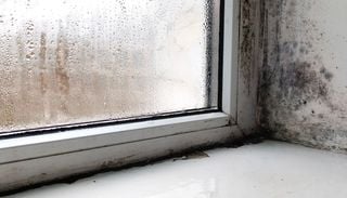 Tenere la muffa lontana in autunno: quali igrometri scegliere e quali sono le soluzioni naturali per la casa