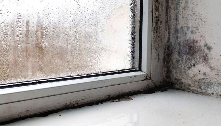 Tenere la muffa lontana in autunno: quali igrometri scegliere e quali sono le soluzioni naturali per la casa
