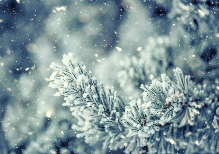 Neve nas árvores Neve nas árvores