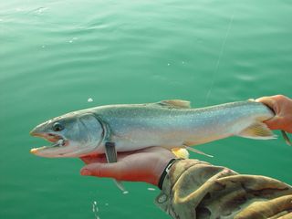 Comer un pescado salvaje es lo mismo que beber un mes de agua contaminada