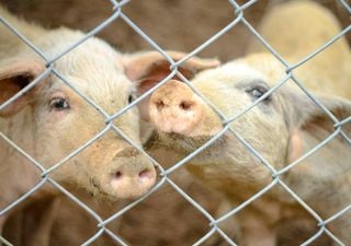 Comissão Europeia abre consulta sobre revisão da legislação do bem-estar animal. Contributos até 16 de julho