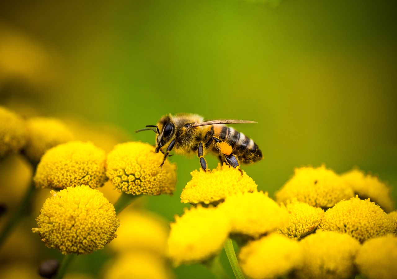 De acordo com o local onde é produzido e atendendo à flora característica da região polinizada pelas abelhas, o mel adquire características sensoriais únicas.
