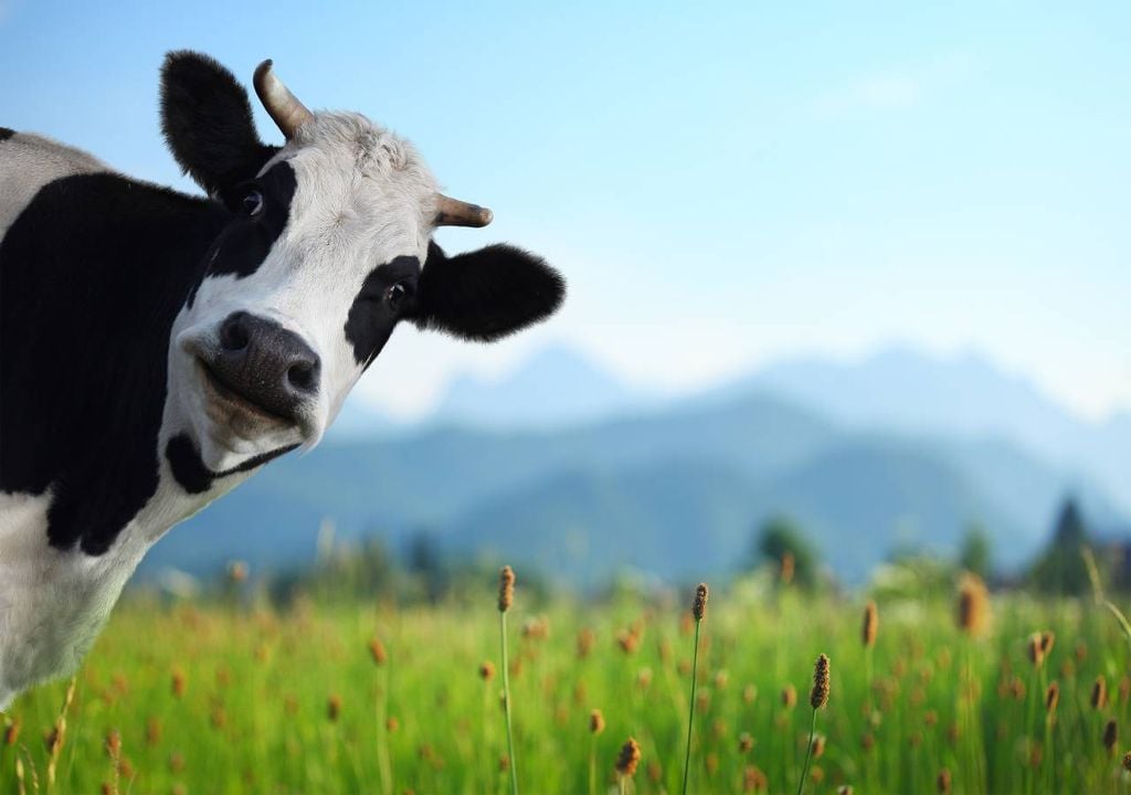 Vaca Vaca