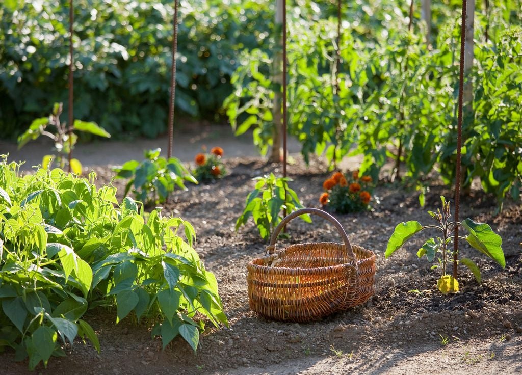 Un bon sol permet d'avoir de bons légumes tout au long de la saison ! Un bon sol permet d'avoir de bons légumes tout au long de la saison !