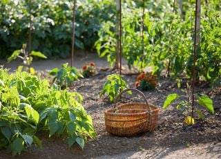 Comment am&eacute;liorer votre sol pour avoir de belles plantations ?