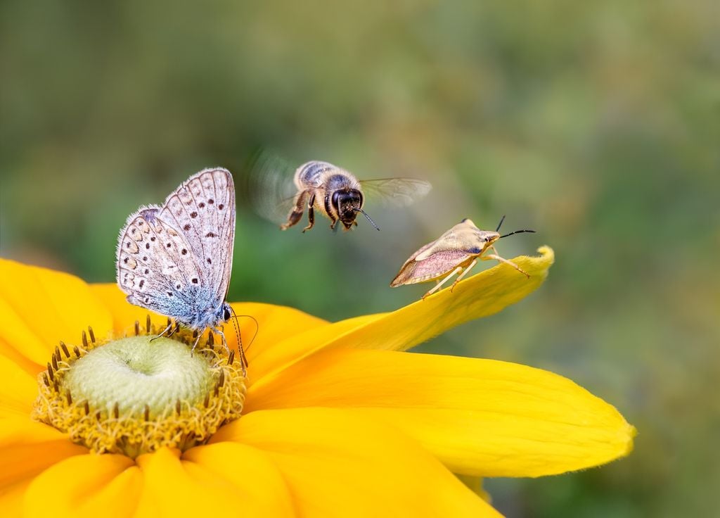 Multiplier les variétés végétales permet d'avoir une biodiversité plus riche.