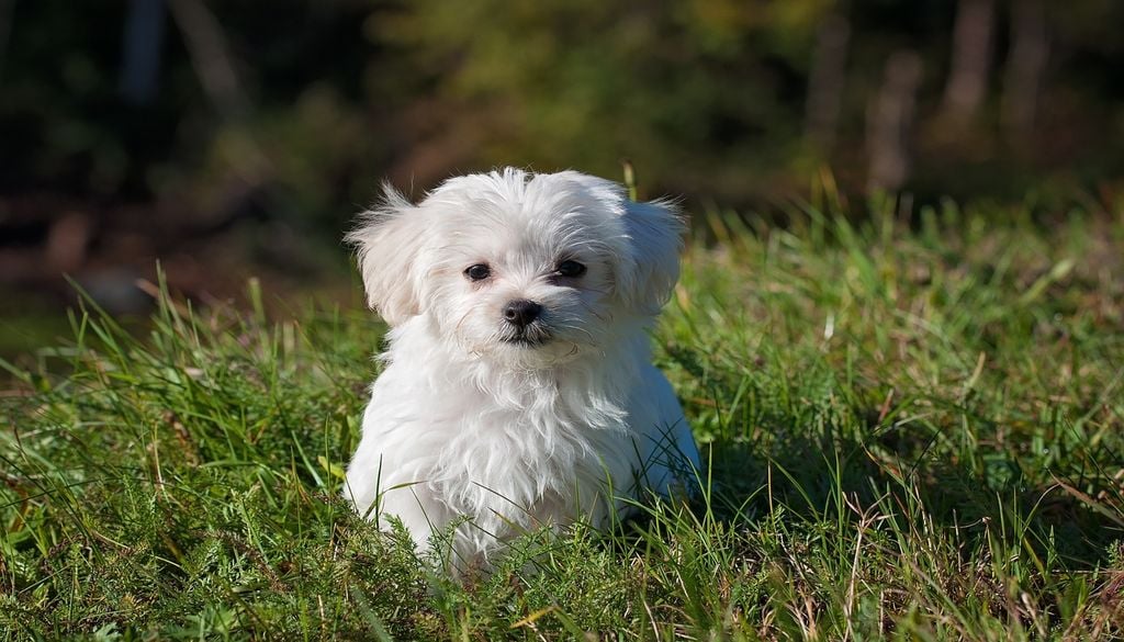 Quel chien choisir pour une première adoption ? Quel chien choisir pour une première adoption ?