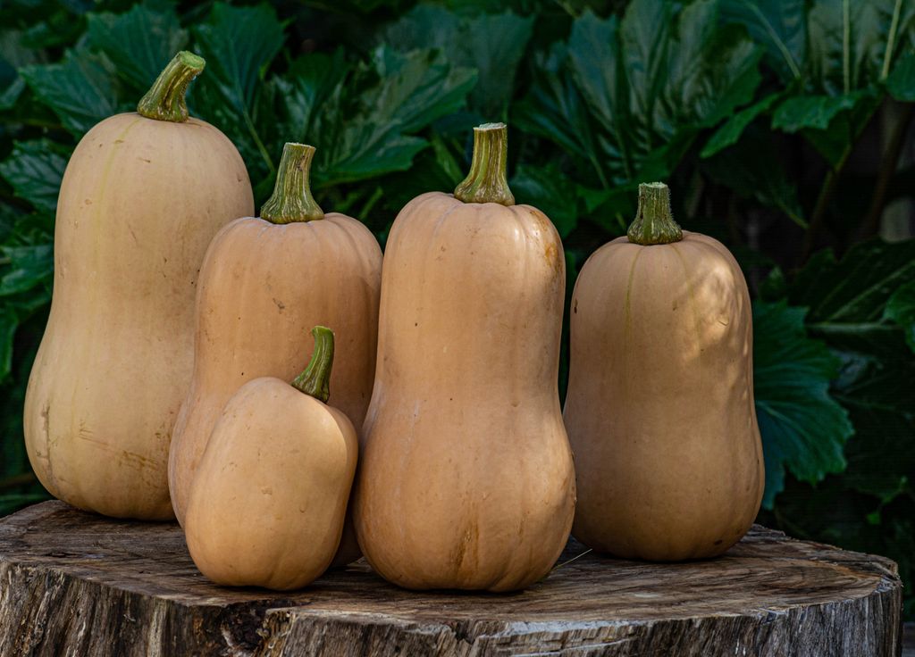 Les butternuts peuvent facilement se conserver durant des mois ! Les butternuts peuvent facilement se conserver durant des mois !
