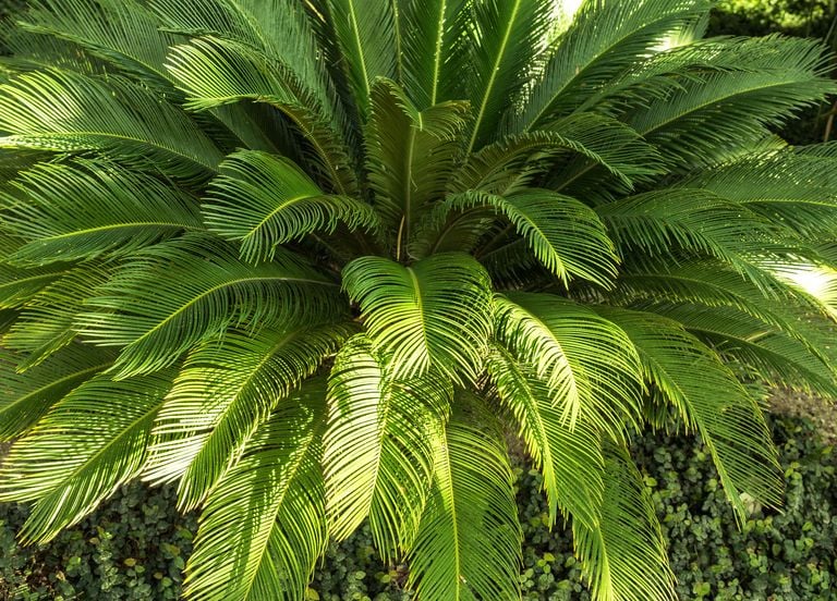 Comment cette plante sacr&eacute;e peut-elle emp&ecirc;cher l'exploitation foresti&egrave;re ill&eacute;gale ?