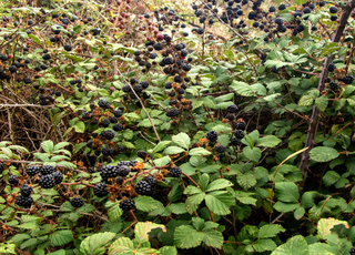 Comment éliminer efficacement les ronces de son potager ? 