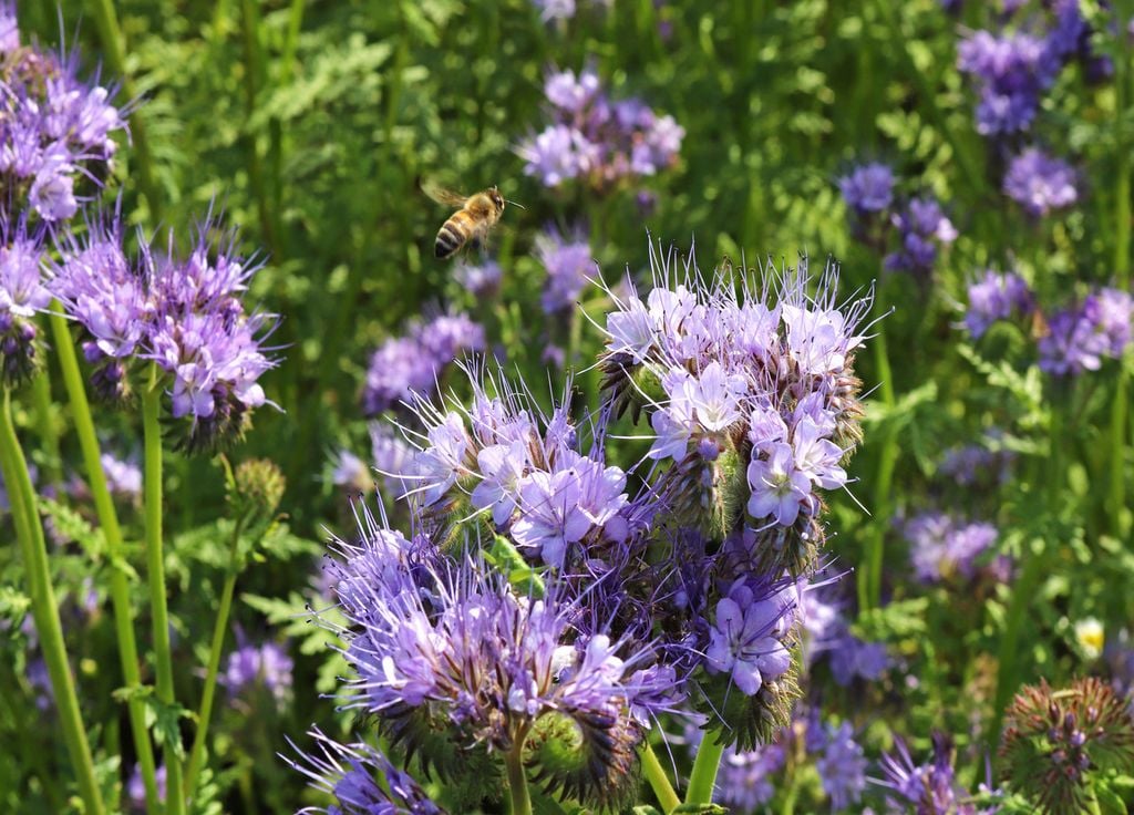 Si vous laissez fleurir la phacélie, celle-ci fera le bonheur des insectes et des abeilles !