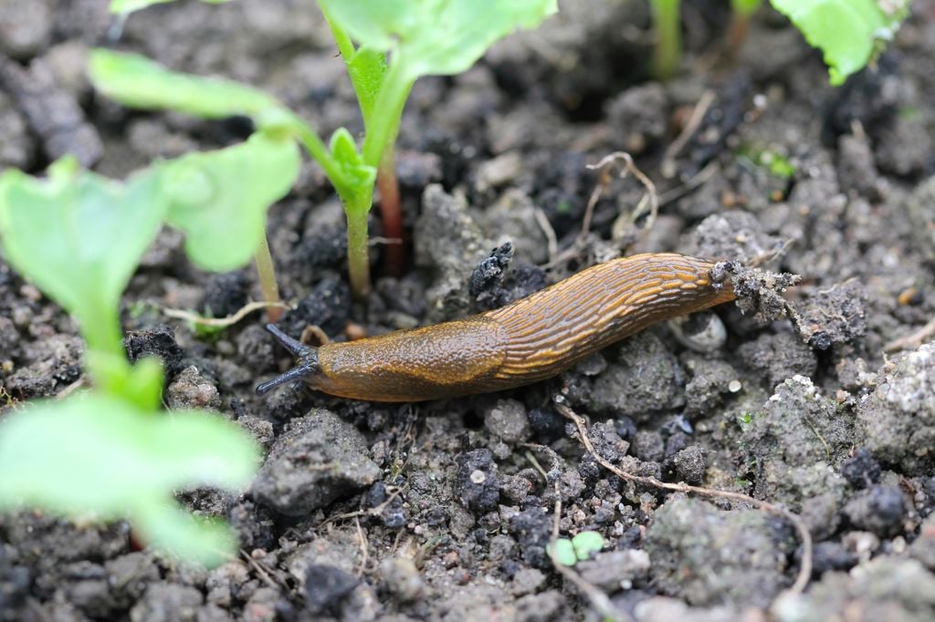 Les limaces raffolent des jeunes pousses à la sortie de l'hiver ! Les limaces raffolent des jeunes pousses à la sortie de l'hiver !