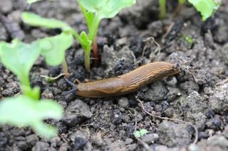 Comment éviter d'avoir trop de limace dans son potager d'ici le printemps ?