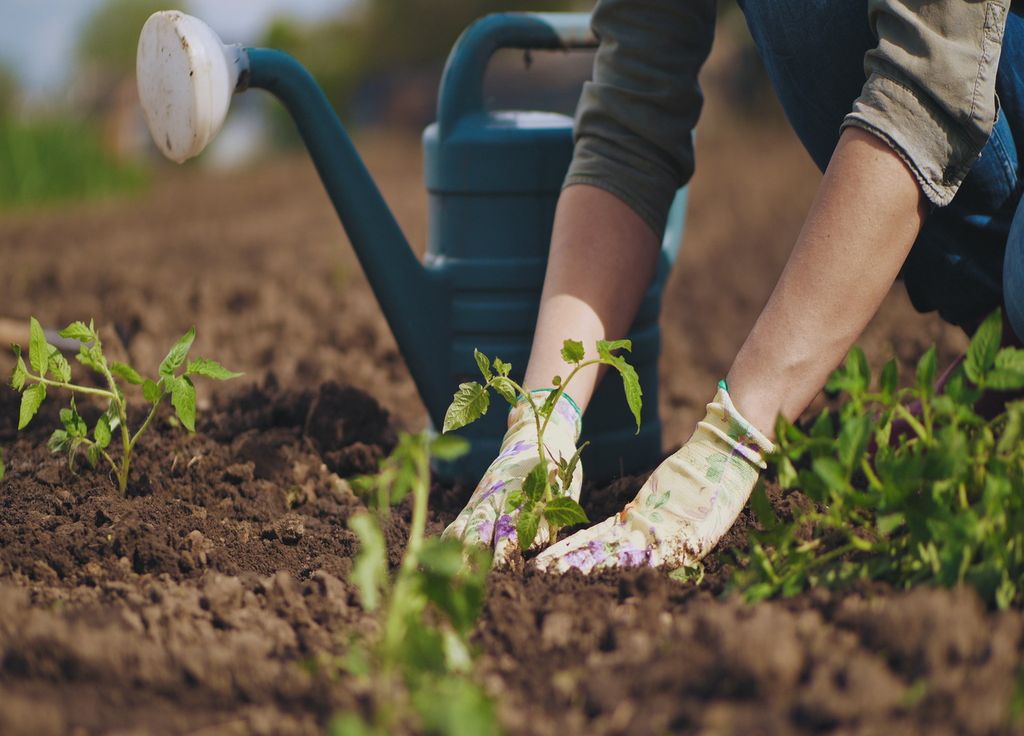 Les tomates sont sensibles à l'excès d'eau dans le sol. Cela peut favoriser le développement de maladies voire asphyxier le système racinaire.