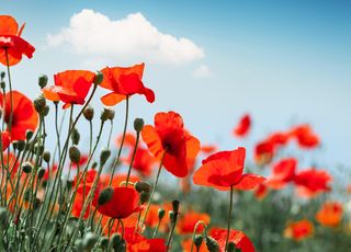 Comment expliquer l'étonnant retour des coquelicots en France ?