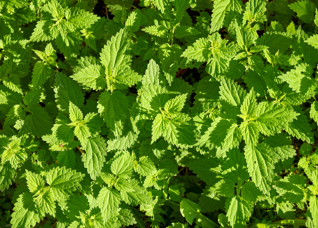 Les orties sont multi-tâches ! Utilisables comme engrais mais aussi en cuisine : on en fait de la soupe qui ne pique pas ! Les orties sont multi-tâches ! Utilisables comme engrais mais aussi en cuisine : on en fait de la soupe qui ne pique pas !