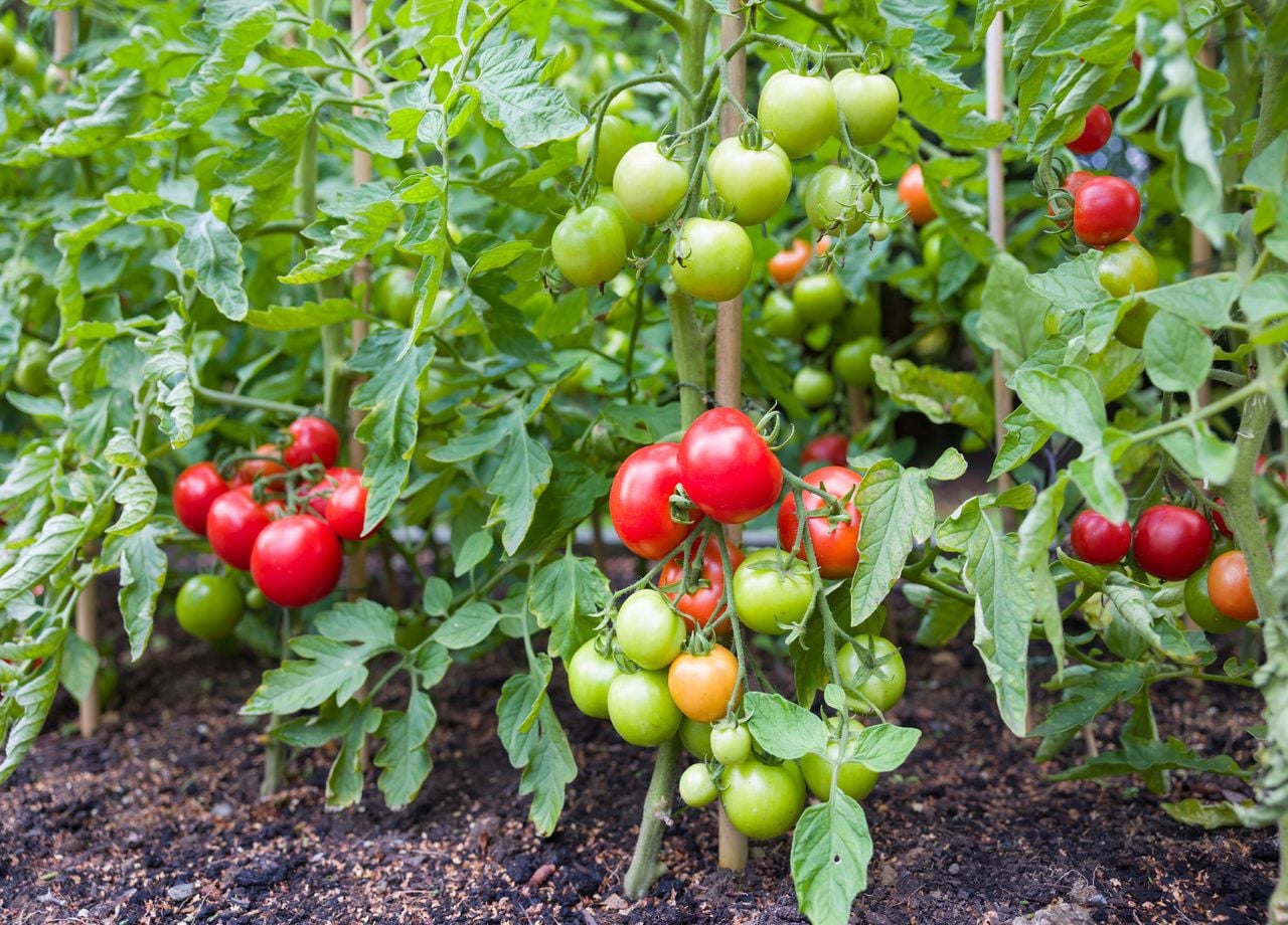 Comment faire pour avoir des tomates qui rougissent ? Dois-je couper