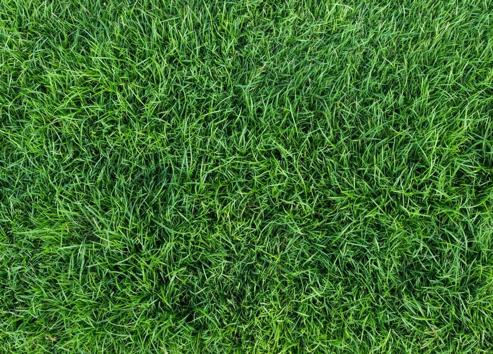 Une pelouse bien verte verra au fil des années d'autres herbes pousser.