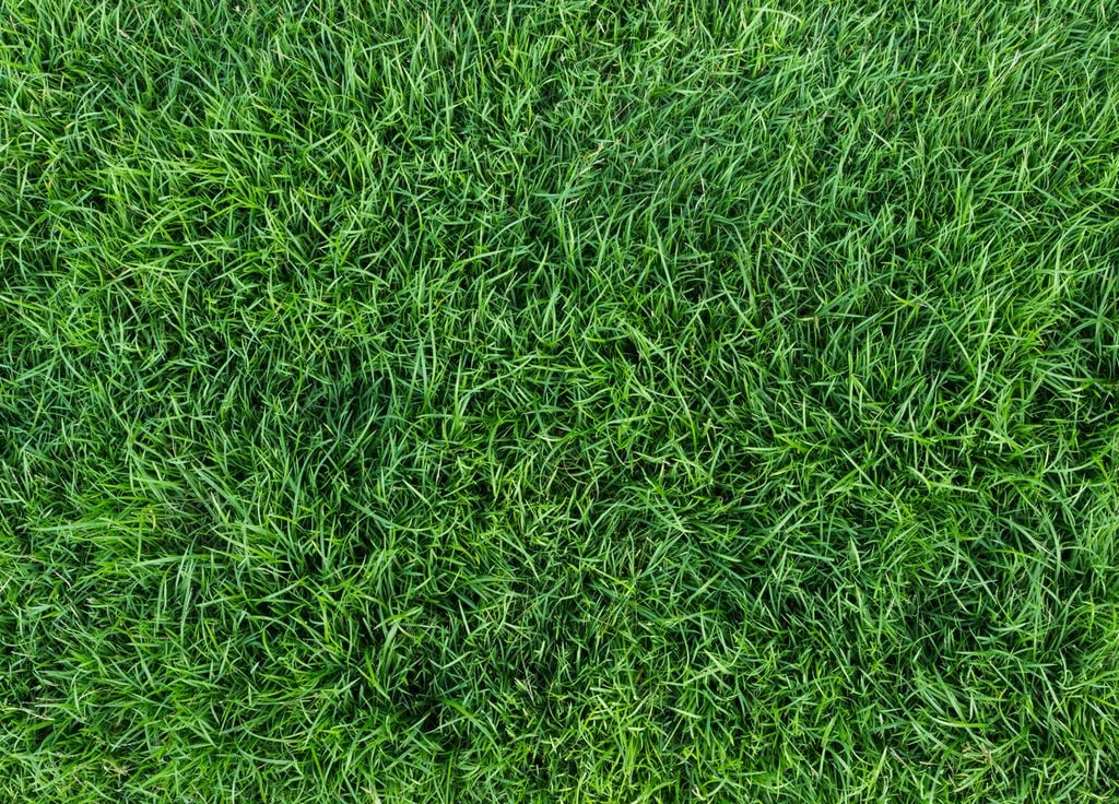 Une pelouse bien verte verra au fil des années d'autres herbes pousser.