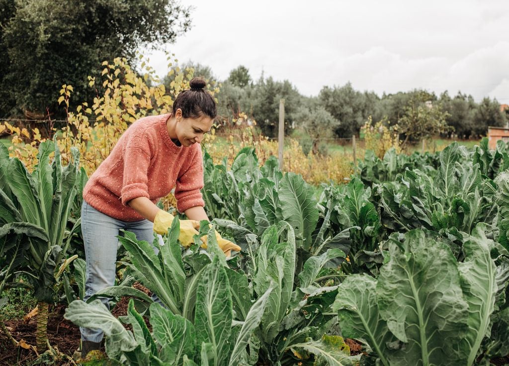 Les récoltes se poursuivent dans le potager. Les choux arrivent à maturité !