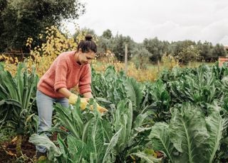 Comment faire pour protéger son potager avec les premières fraîcheurs annoncées ? Quels légumes y sont sensibles ? 