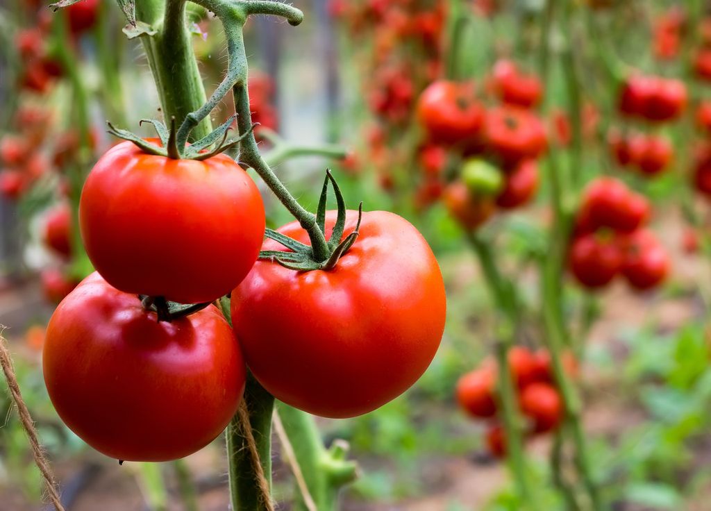Les grappes de tomates peuvent murir à l'arrière des feuilles. Les grappes de tomates peuvent murir à l'arrière des feuilles.