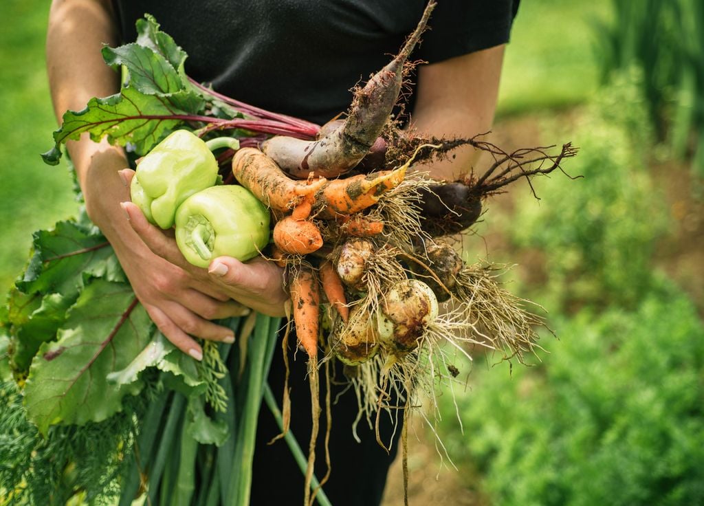 Les légumes au jardin, excellents ! Mais cela demande un peu de travail.