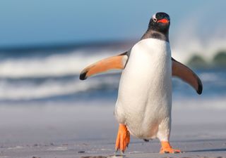 Comment le caca de manchot peut-il sauver la planète ?