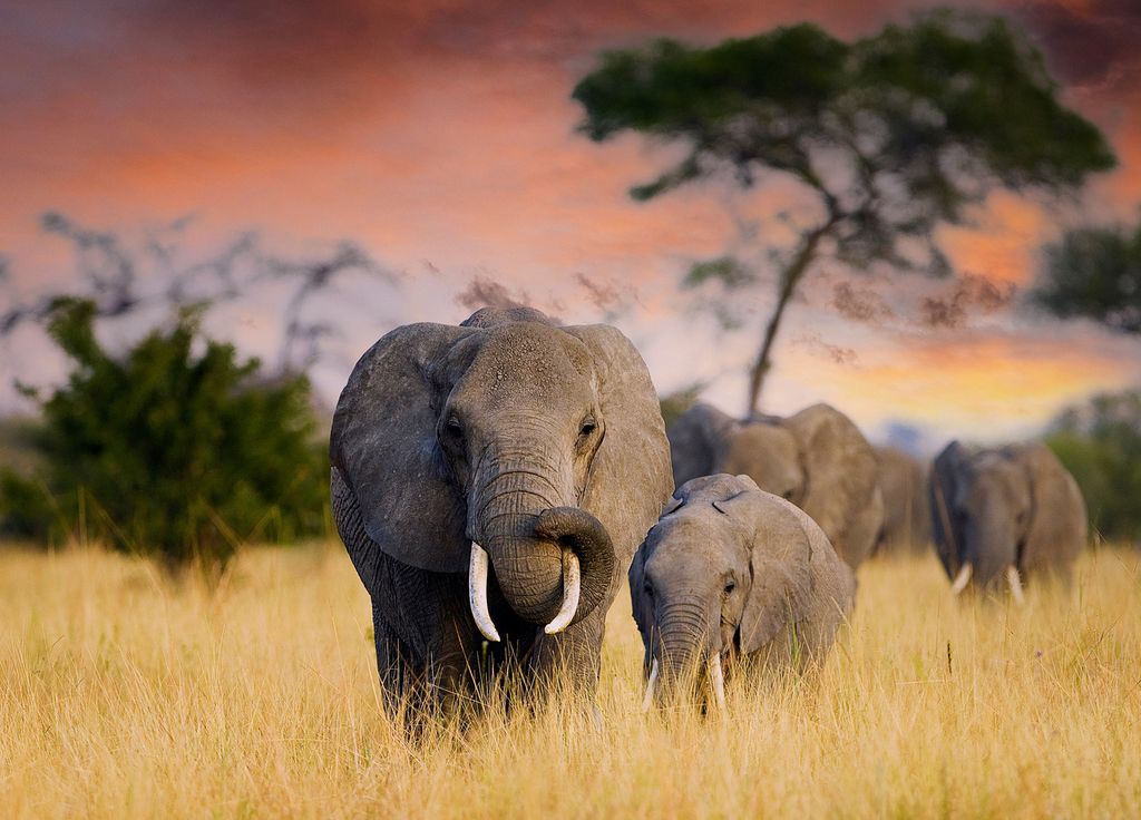 Eléphant Afrique Changement Climatique
