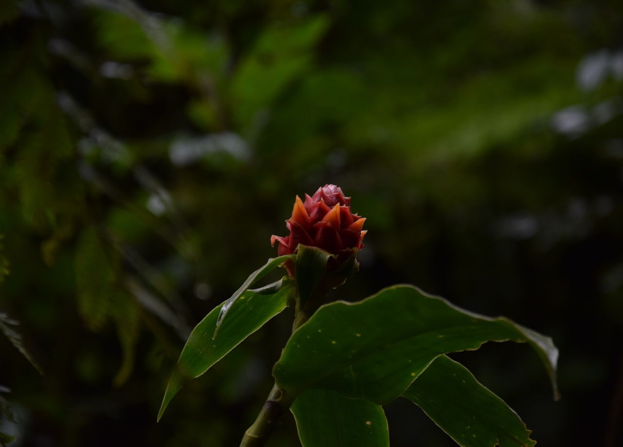 Des milliers d'espèces de plantes tropicales ont été analysées pour comprendre l'impact du changement climatique sur leur cycle de vie.