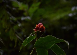 Comment les for&ecirc;ts tropicales modifient leur calendrier de floraison sous l'effet du changement climatique