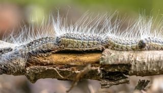 Comment lutter naturellement contre les chenilles processionnaires ?