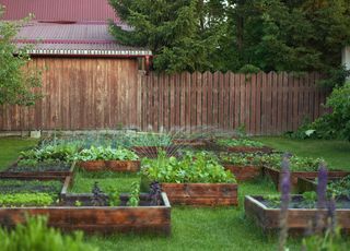 Quels sont les effets du vent sur le potager et comment s'en protéger ? 