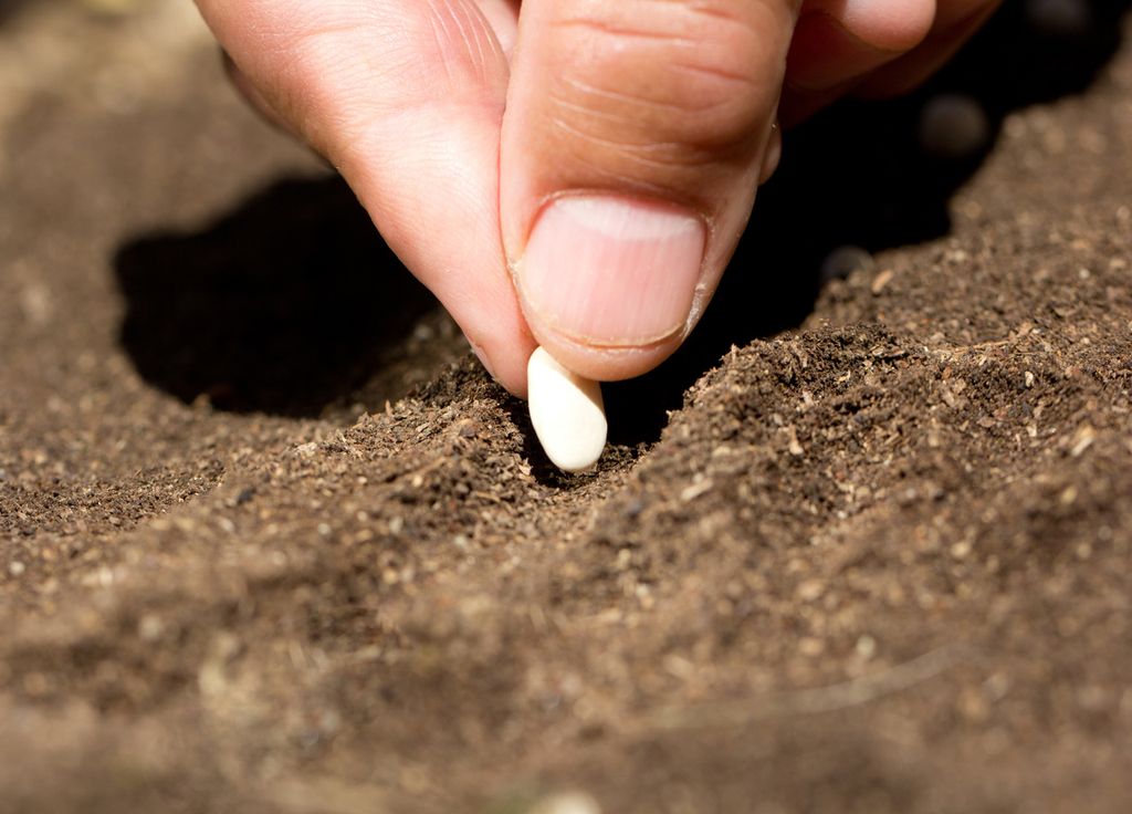 Pour les semis en pleine terre, mieux vaut patienter jusqu'au mois de mars ou avril exception pour les épices.
