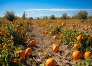 Comment préparer son potager pour l'année prochaine ? Qu'est-il possible de faire en ce début d'automne météorologique ?