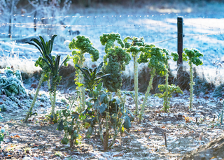 Comment protéger son potager des vents froids ? 