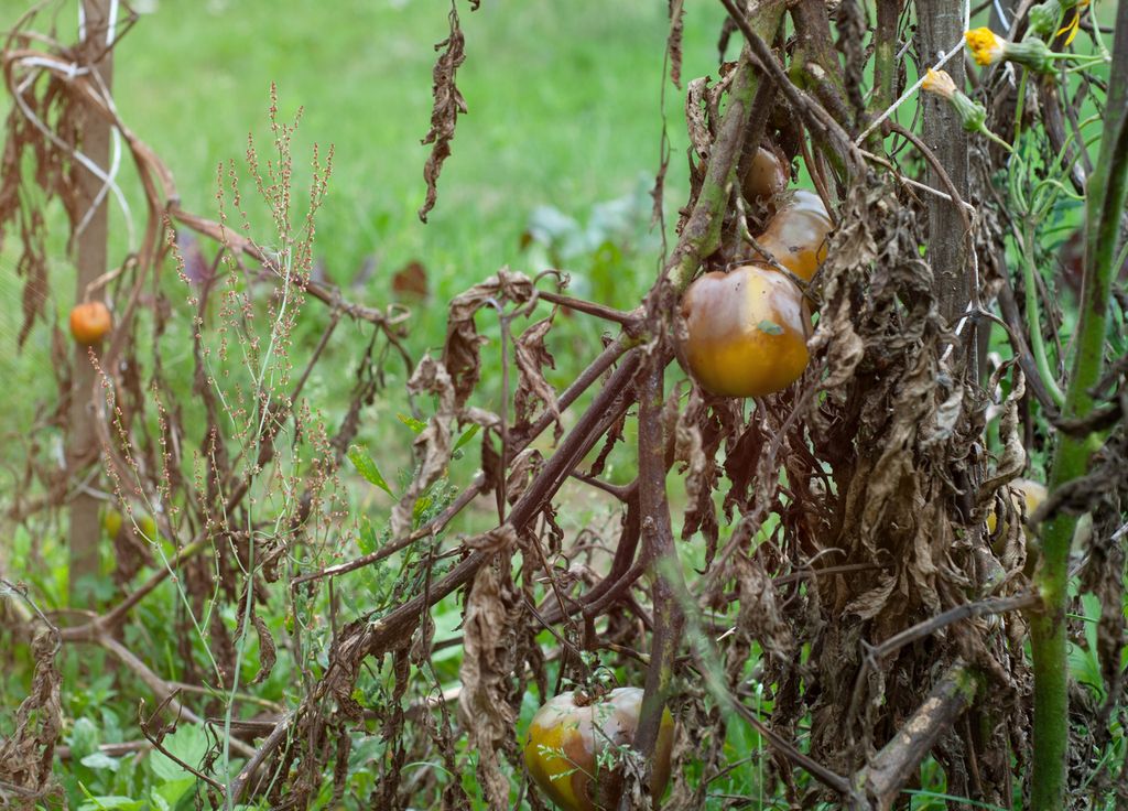 Le mildiou peut ravager vos plantations de tomates, ce en plein été ! Il apprécie grandement les conditions douces à chaudes sous une forte humidité.